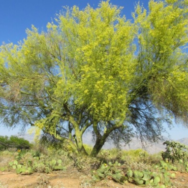 trunk parkinsonia seeds foothills cercidium foothill mesquite screwbean microphyllum floridum 